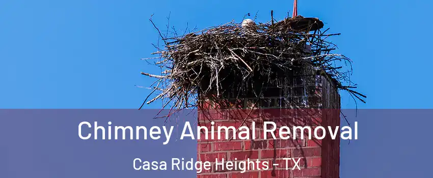 Chimney Animal Removal Casa Ridge Heights - TX