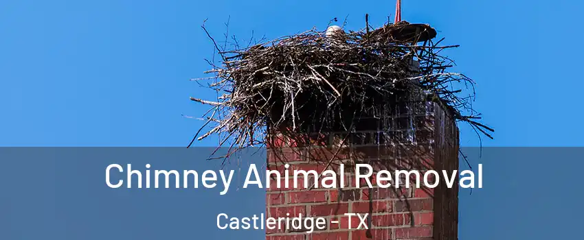 Chimney Animal Removal Castleridge - TX