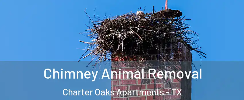 Chimney Animal Removal Charter Oaks Apartments - TX