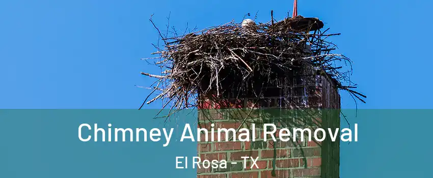 Chimney Animal Removal El Rosa - TX