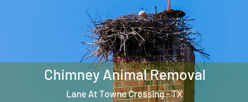 Chimney Animal Removal Lane At Towne Crossing - TX