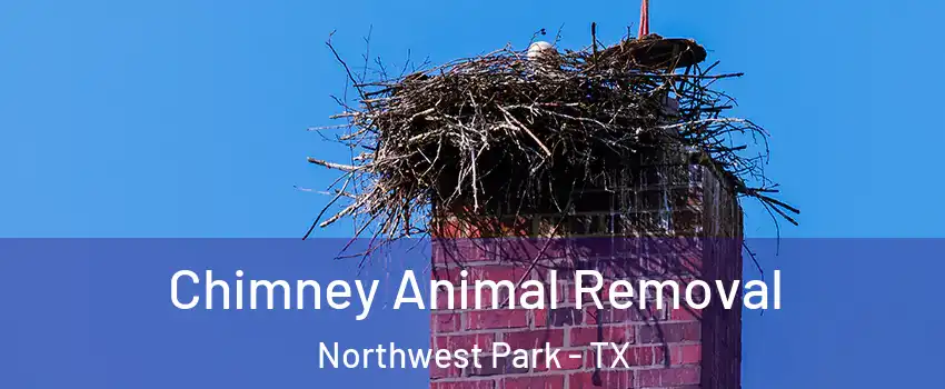 Chimney Animal Removal Northwest Park - TX