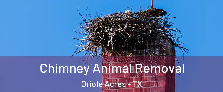 Chimney Animal Removal Oriole Acres - TX
