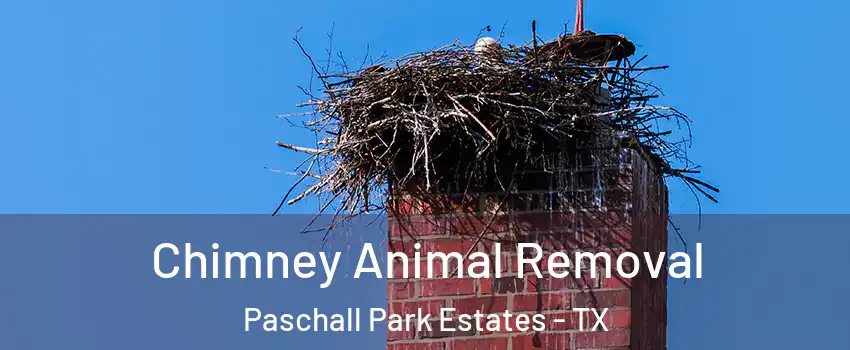 Chimney Animal Removal Paschall Park Estates - TX