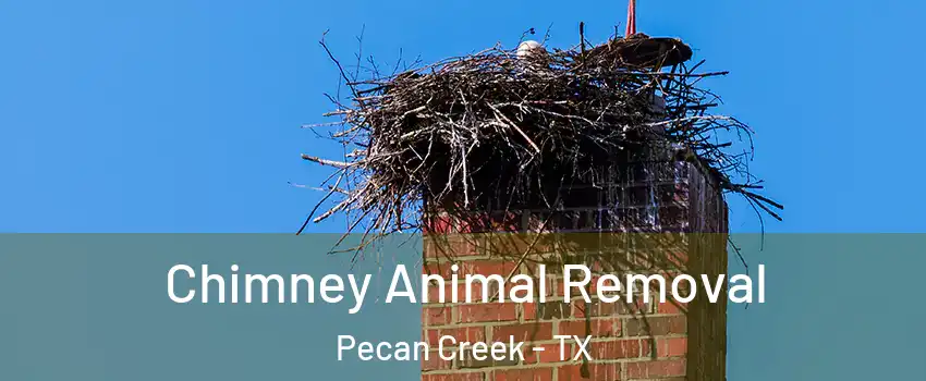 Chimney Animal Removal Pecan Creek - TX
