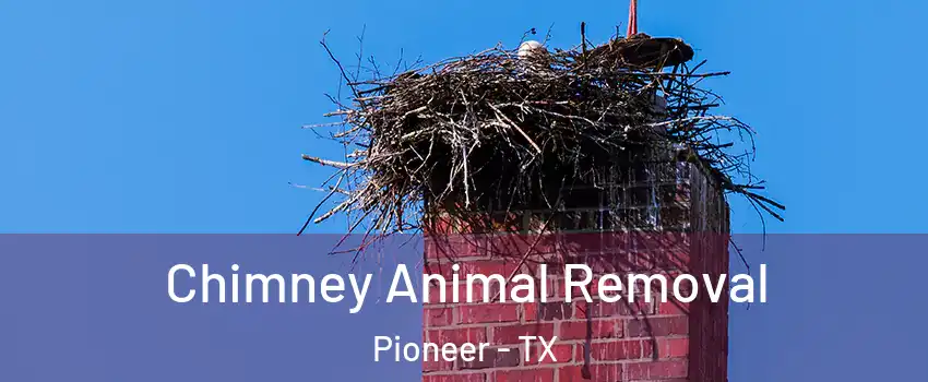 Chimney Animal Removal Pioneer - TX
