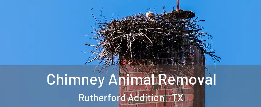 Chimney Animal Removal Rutherford Addition - TX