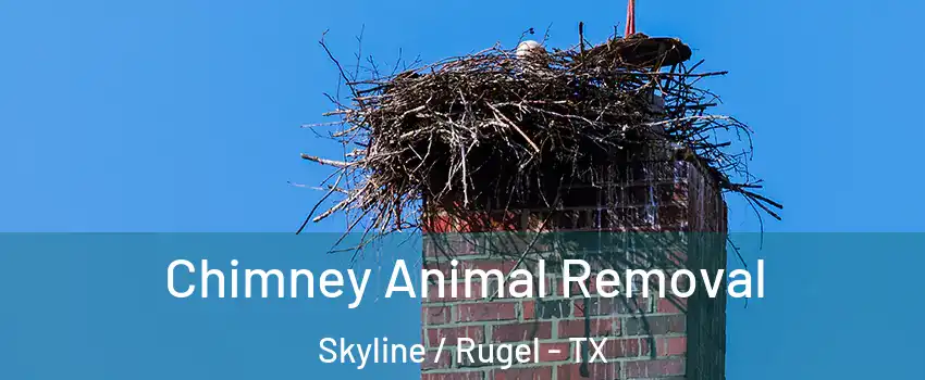 Chimney Animal Removal Skyline / Rugel - TX