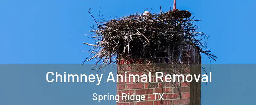Chimney Animal Removal Spring Ridge - TX