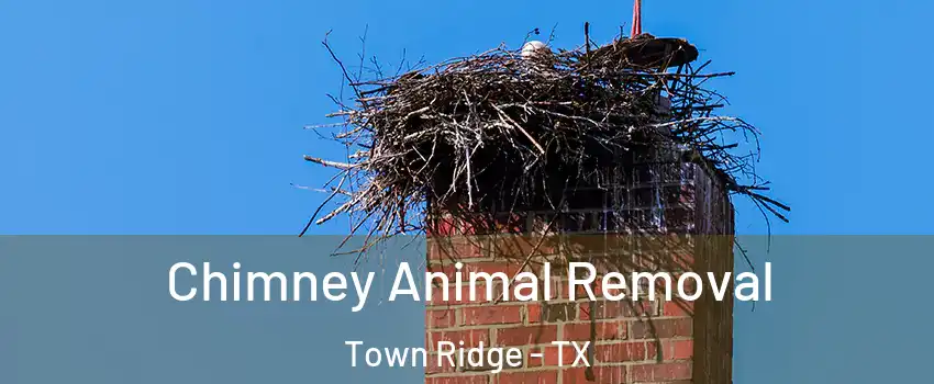 Chimney Animal Removal Town Ridge - TX