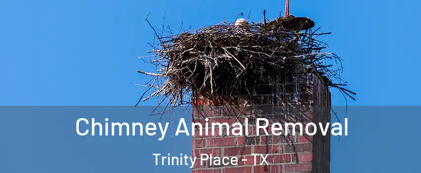 Chimney Animal Removal Trinity Place - TX