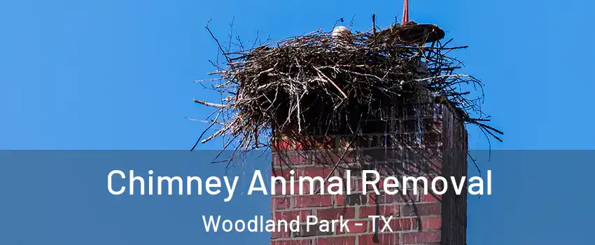Chimney Animal Removal Woodland Park - TX